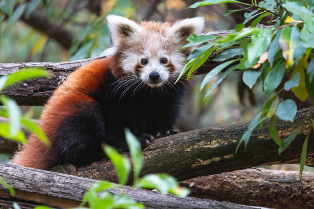 istock Cute fluffy red panda cub on the tree 1308267901