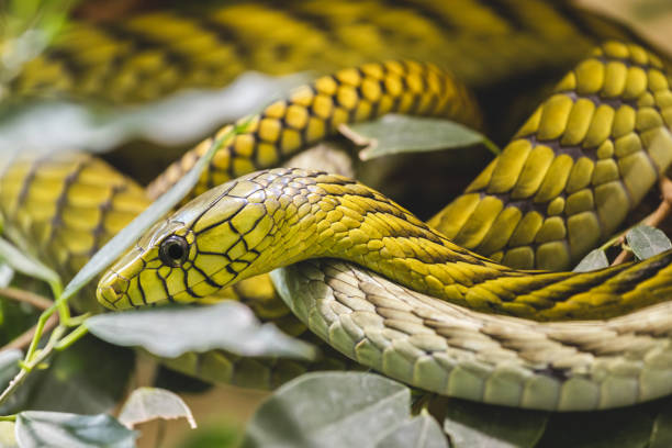 istock West African green mamba close up portrait 1308267923