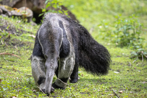 istock Giant anteater walking on the green grass with its head down 1308267973