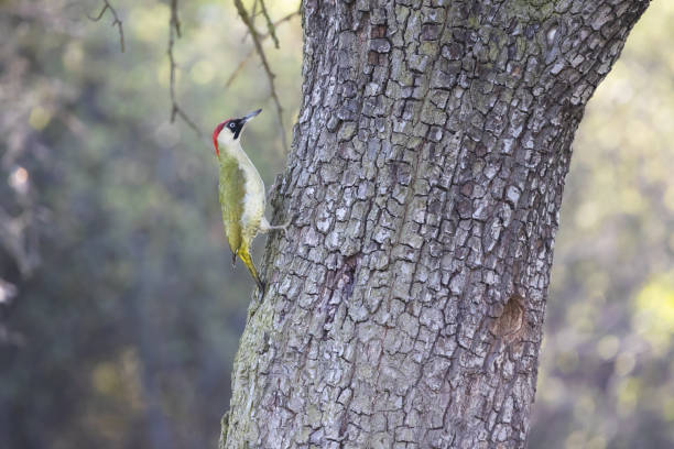 Female green woodpecker (Picus viridis) is bright colored bird with red crown and black moustachial stripe. Blurred foliage in the background.