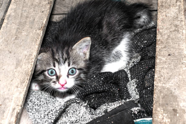 scared gray kitten hiding in a wooden box