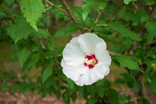 The rose of Sharon(Mugunghwa) is the national flower of Korea.