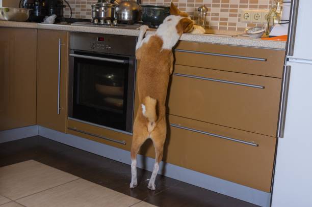 istock basenji dog tyring to steal pizza dough on a kitchen bar while being home alone 1308269459