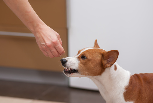 Young basenji dog is snarling when perfume smelling human hand spoke to its snout