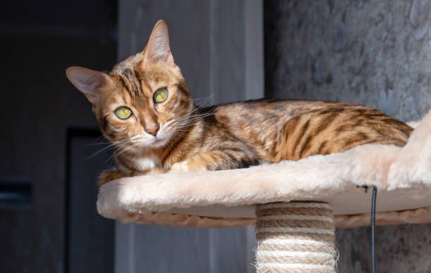 istock Bengal cat lit by sunlight, resting on a tree for cats in the room. 1308270416