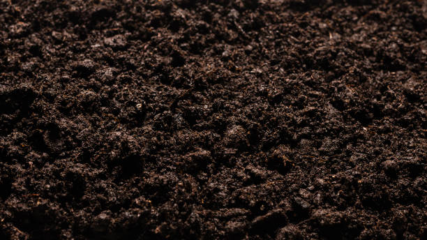 istock Black land for plant background. 1308270630