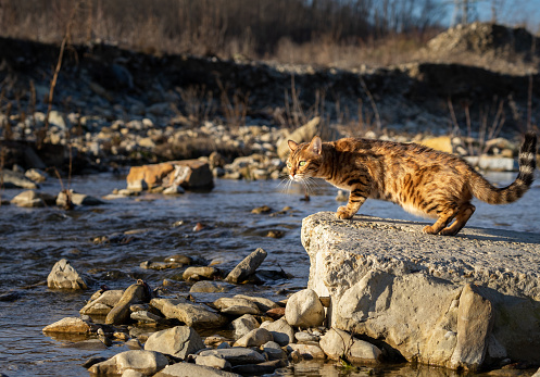 The cat stands on a stone on the bank of a mountain river.