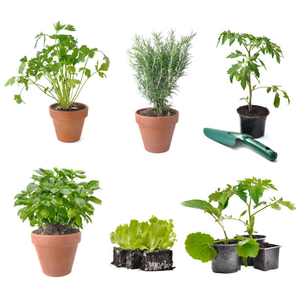 istock composition on white background with group of aromatic plant and vegetable seedlings - 1308271586