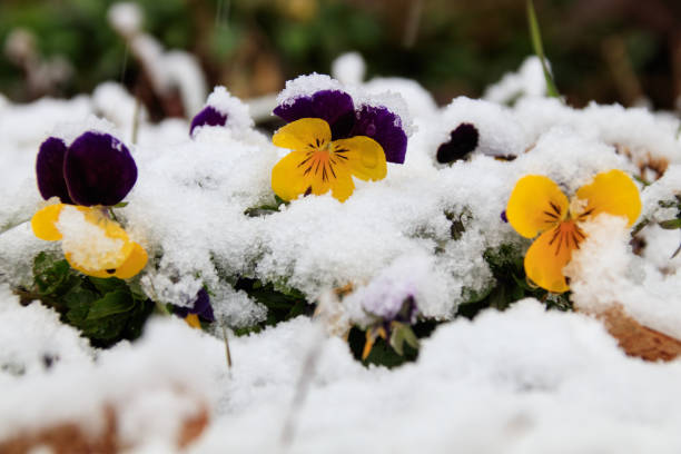 istock Spring flowers in fresh snow 1308271881
