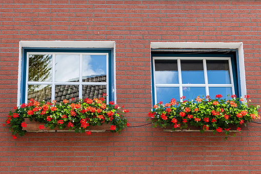 Old fashioned geraniums in front of an old building. Magenta pelargoniums in a planter in front of a window in an old white wall. Location: Uelsen, Lower Saxony, Germany