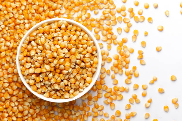 istock Close-up of organic yellow corn seed or maize (Zea mays) in white ceramic  bowl with the gradient background of corn seed. 1308273426