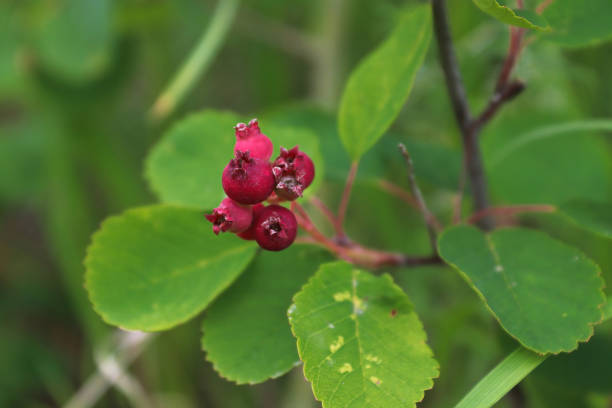 istock Unripe wild saskatoon berries growing on a shrub 1308274351