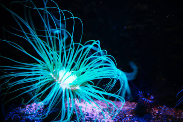 Clown anemone in blue water, close up view.