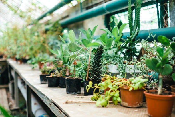 istock Different exotic plants in pots on a stand in a botanical garden.. 1308274702