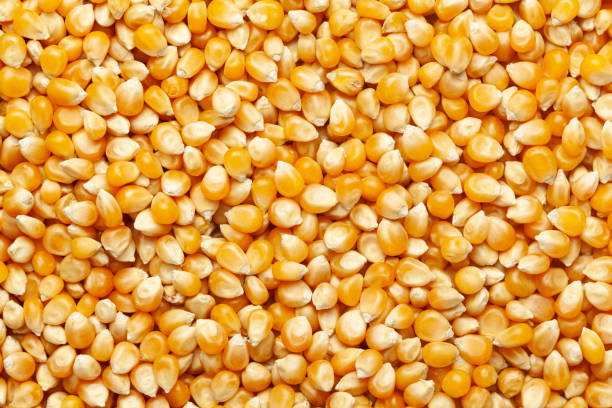 istock close-up of organic yellow corn seed or maize (Zea mays) Full-Frame Background. 1308275817