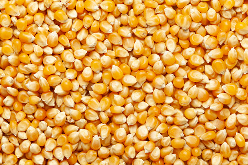 close-up of organic yellow corn seed or maize (Zea mays) Full-Frame Background. Top View