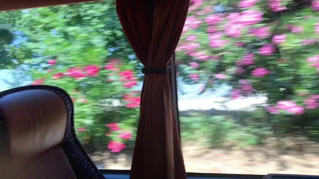 Greek bougainvillea flowers from inside bus ride