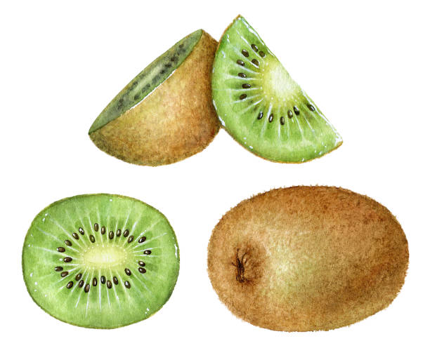 ilustrações, clipart, desenhos animados e ícones de grupo de frutas kiwi de aquarela - kiwi