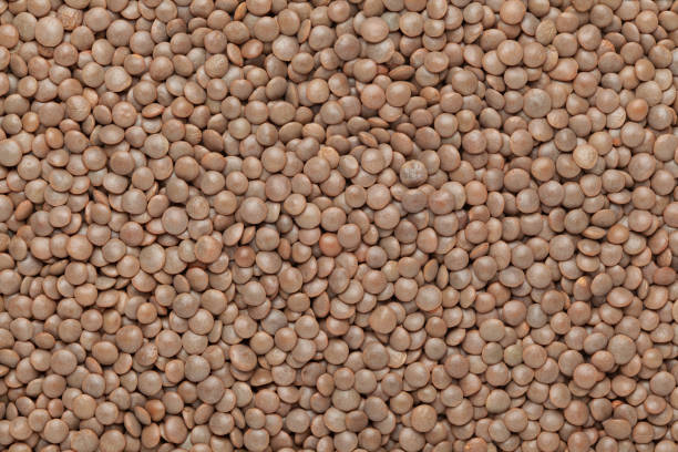 close up of organic masoor dal (lens culinaris) or whole brown dal  full-frame background. - lentil full frame macro close up imagens e fotografias de stock