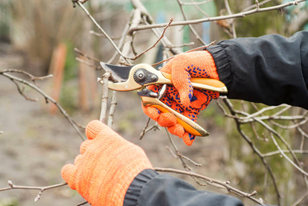 istock Gardener is pruning branches with pruning shears. Spring plant pruning. Spring gardening work. 1308277220