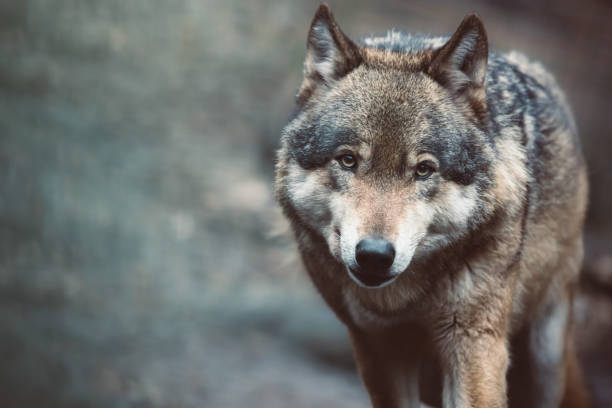 istock Beautiful grey wolf close-up portrait 1308277448