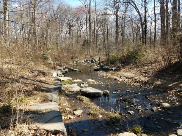 istock stream or river in forest or woods with rocks 1308277654