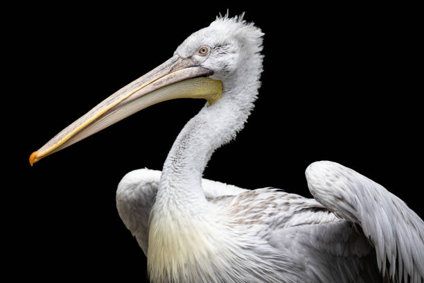 istock Dalmatian pelican with spread wings isolated on black 1308277703