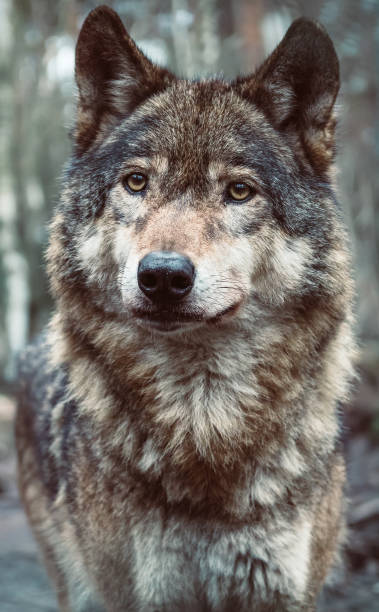 istock Beautiful grey wolf close-up portrait 1308277724
