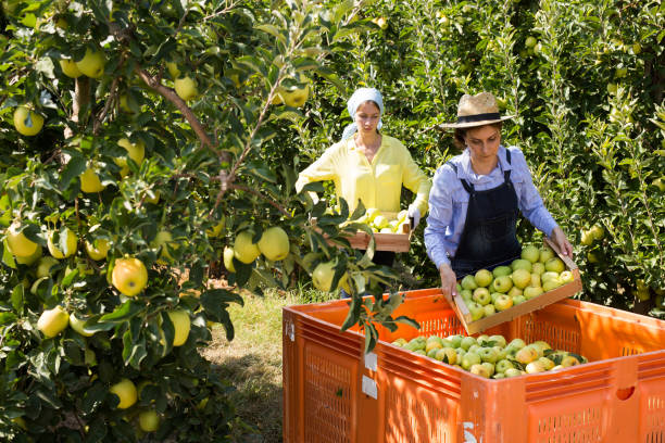 istock Apple pickers work in the autumn garden 1308278425