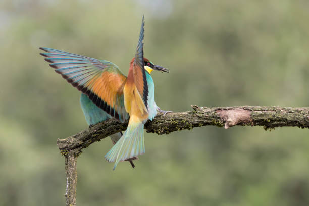 istock Bee eater male lands on branch with a wasp in the beak (Merops apiaster) 1308278641