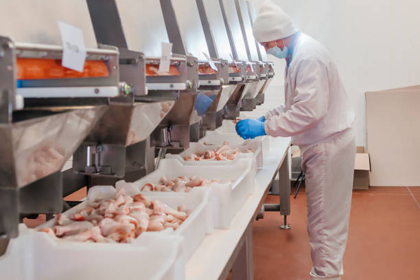 치킨 필렛 생산 라인. 육류에서 식품 생산을위한 공장. 현대 식품 공장의 자동화 된 생산 라인. 라비올리 생산. 육류 가공 공장. - food processing plant poultry chicken raw 뉴스 사진 이미지