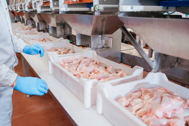 linea di produzione filetto di pollo. fabbrica per la produzione di cibo dalla carne. linea di produzione automatizzata nella moderna fabbrica alimentare. produzione ravioli. impianto di lavorazione della carne. - industry chicken agriculture poultry foto e immagini stock