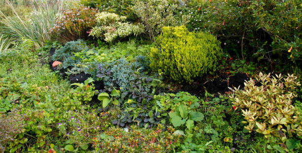 istock Cottage Garden, Scotland 1308279039