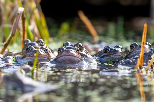 A group of European Common Frogs (Rana temporaria) in a pond