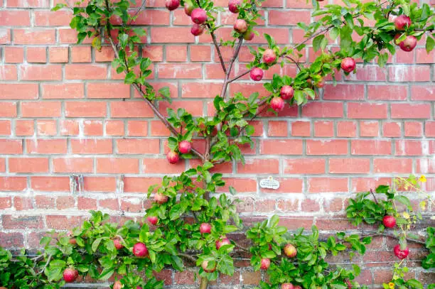 Red, ripe, apples espalier on a garden wall are ready to be picked. Taken late September in Scotland.