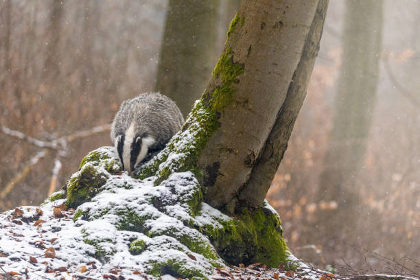 istock Badger is looking for food in the forest under snowfall 1308281083