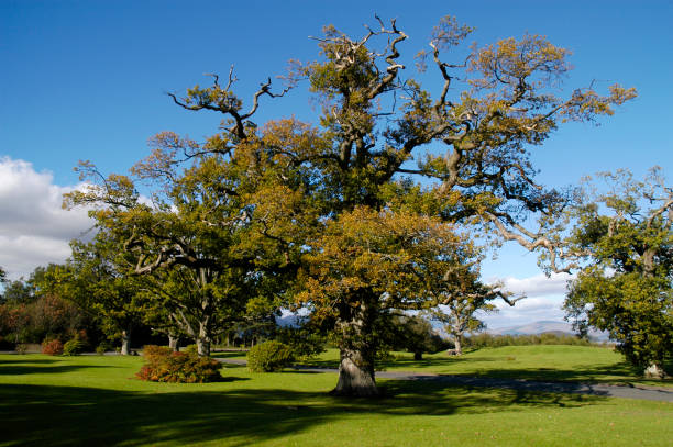 istock Elderly tree in a park, Scotland 1308281384