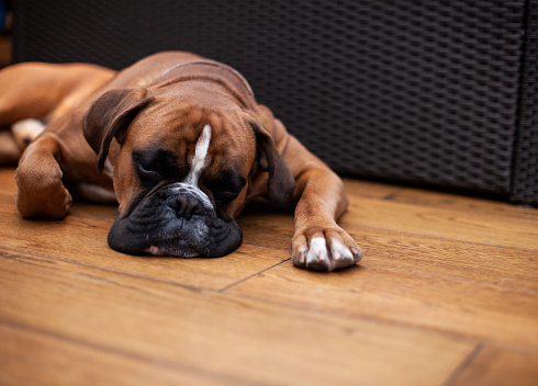 Beautiful, strong boxer dog sleeping on a hardwood floor at home