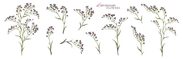 ilustrações, clipart, desenhos animados e ícones de conjunto de ramos de limonium lilás. ilustração vetorial - limonium