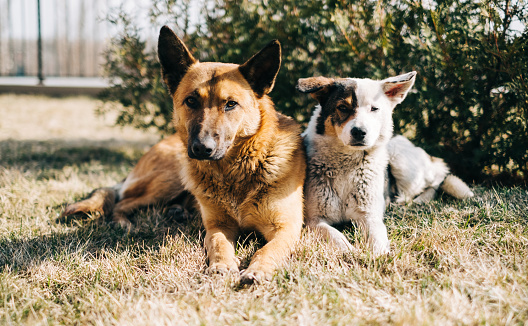 Portrait of two street dogs sitting side by side on the grass outdoor.