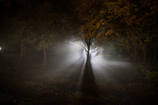 Dark night in forest at fog time. Surreal night forest scene. Horror halloween concept. Magical lights sparkling in mysterious forest at night. Long exposure shot