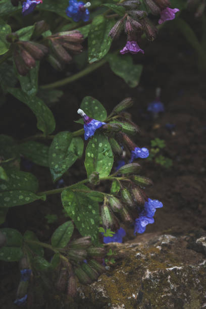 istock Spring - Purple flowers and green leaves on forest floor 1308284975