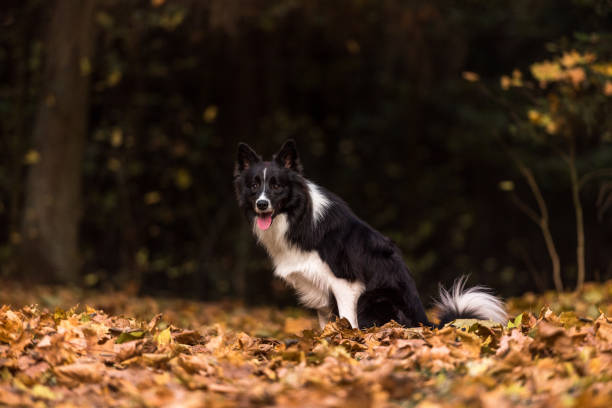 istock Border Collie is Sitting on the Forest Ground. 1308286255