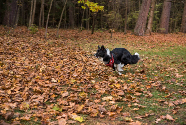 istock Border Collie Dog is Running on the Forest Ground 1308286543