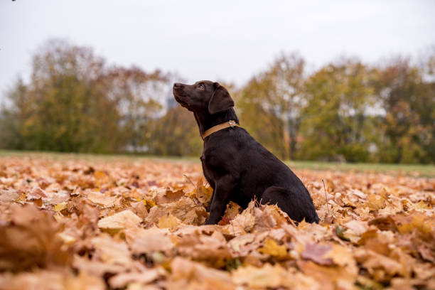 istock Chocolate Labrador Retriever Playing with Autumn Leaves in Park 1308286752