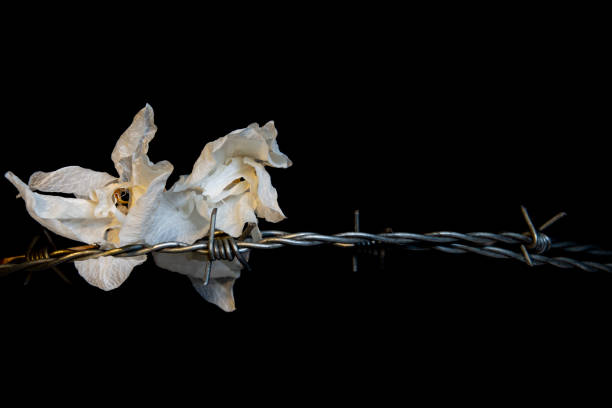 istock Dead wilted dry orchid blossoms with barbed wire isolated on black background 1308287438