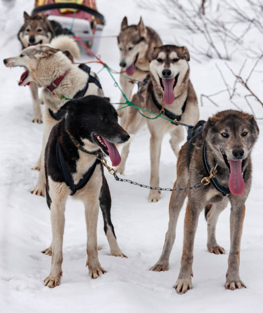 istock Team of aboriginal sled dogs rests during a training session on the track. 1308287575