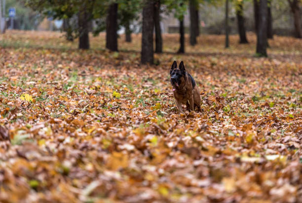 istock German Shepherd Dog is Running in the Park. 1308287633