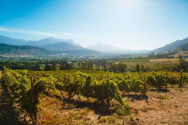 Vineyards on hills near Franschhoek. Vineyards on hills near Franschhoek, South Africa. stellenbosch stock pictures, royalty-free photos & images