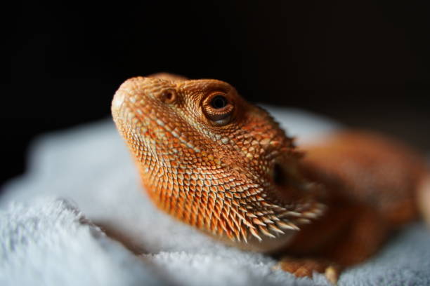 istock Macro photograph of a young bearded dragon 1308287754